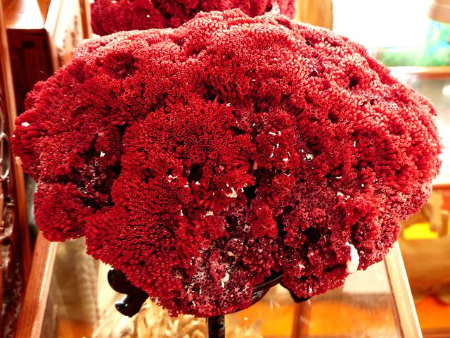 红珊瑚宝石贵族海中精灵精美绝伦美轮美奂