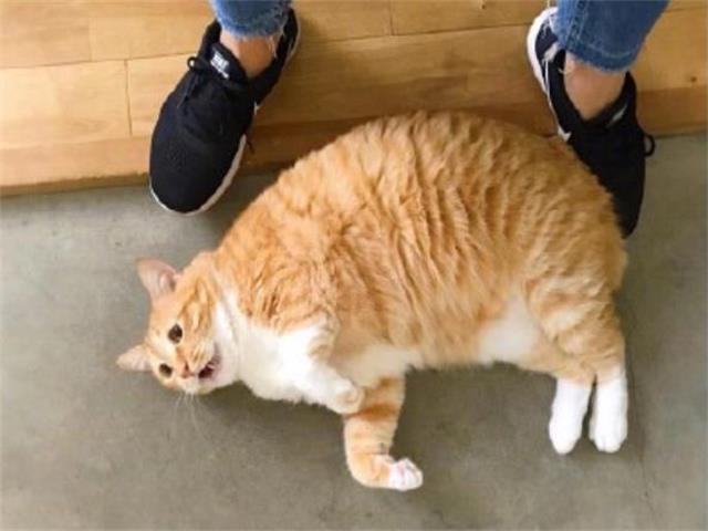 朋友带橘猫出去玩，十分钟不到，朋友：还是回家吧我实在抱不动了|橘猫|猫咪|院子_新浪新闻