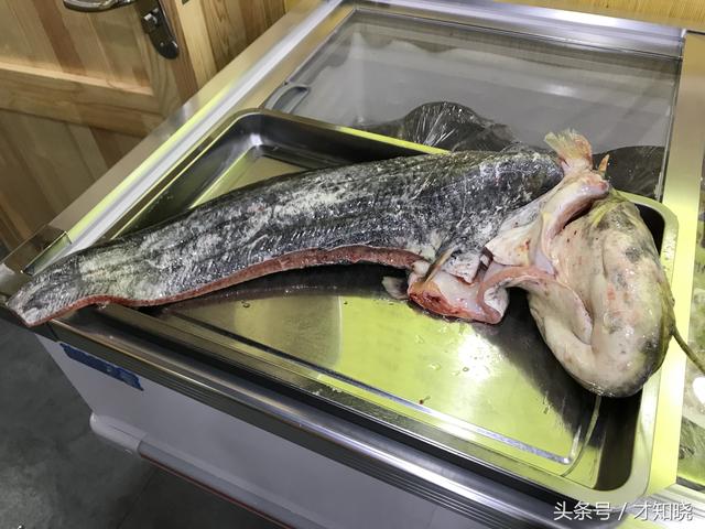 东北松花江怀头鱼重60斤,78元一斤全身无刺均脆骨,11人吃500元