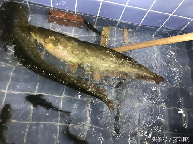 东北松花江怀头鱼重60斤,78元一斤全身无刺均脆骨,11人吃500元