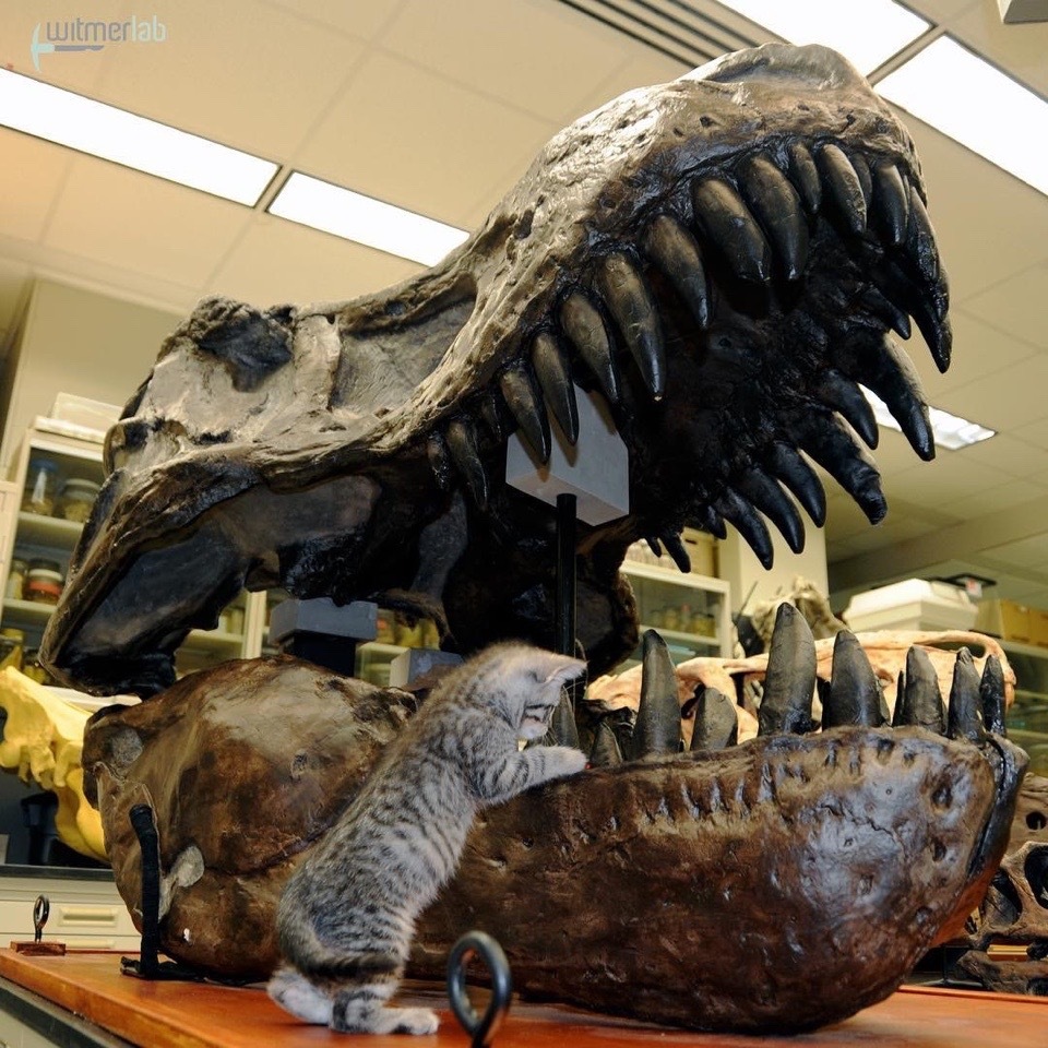 一些恐龙化石标本 by witmerlab at ohio university_新浪看点