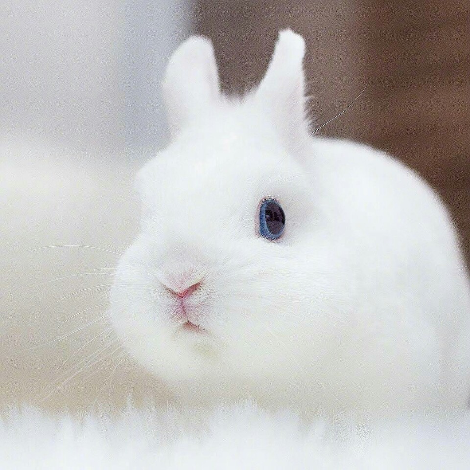 每日一吸,今天吸一波傲娇的小兔子,萌skr人