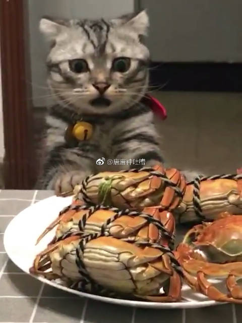 这腥味太重,主人不宜多吃,一只不吃腥的猫!