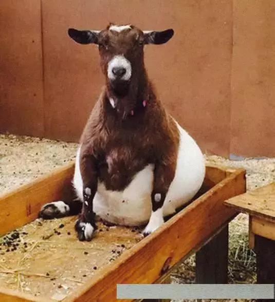 动物怀孕后的样子,原来这样可爱,第1张就被苏到了!