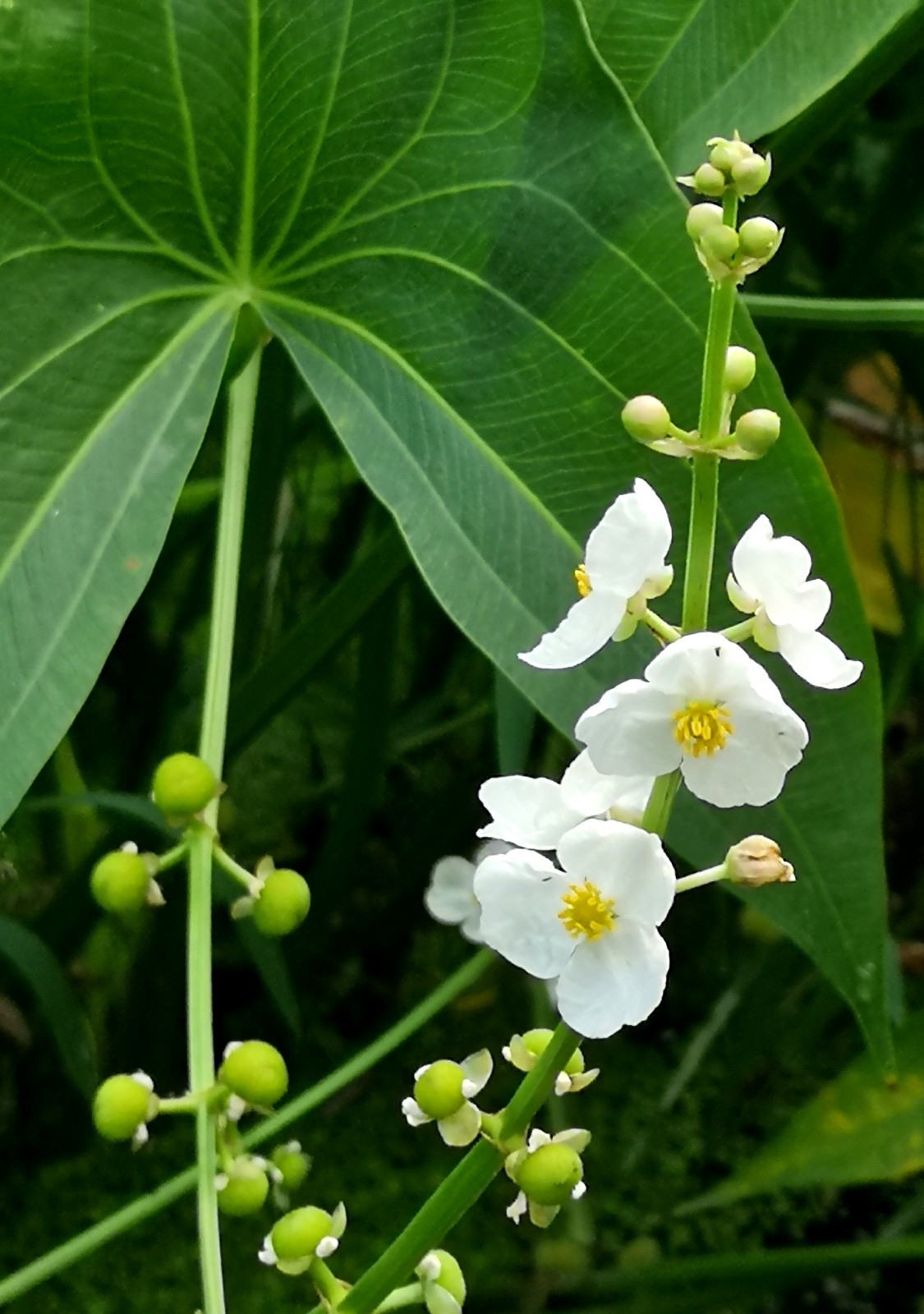 据《本草纲目》载:"慈姑,一根岁生十二子,如慈姑之乳诸子,故以名之.