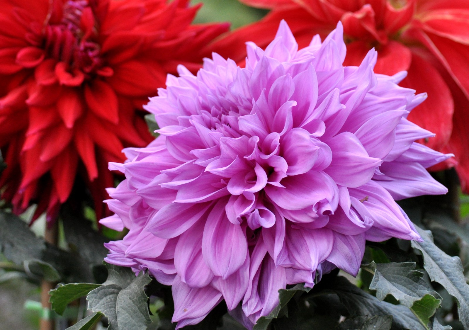 富贵漂亮的大丽花原创摄影