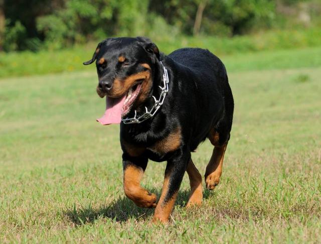 德系和美系罗威纳的区别这3点不一样