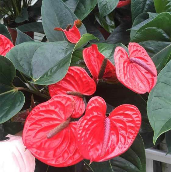 这个盆栽,叶青翠,花艳丽,还能吸废气