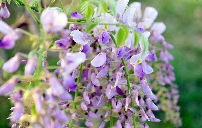 点点心语寄藤花,一路摇曳示芳华