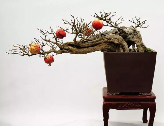漂亮的石榴盆景果实着实可爱