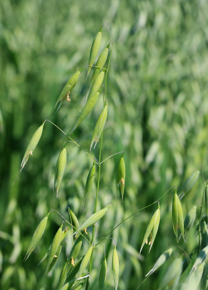 农村常见的野燕麦功效作用这么多涨知识