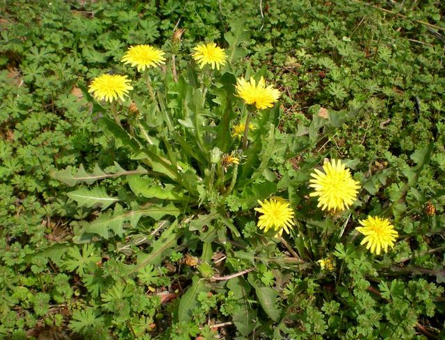 40岁后,想要肝好要懂得养,谨记早晚"三不要",日常"做三事"|蒲公英