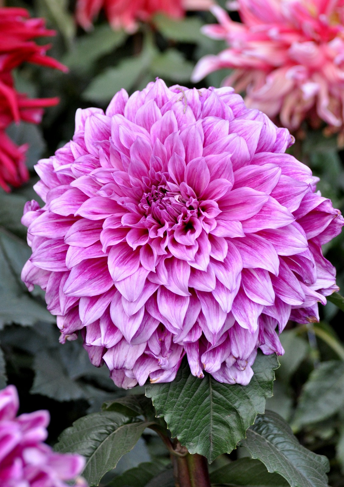 富贵漂亮的大丽花原创摄影