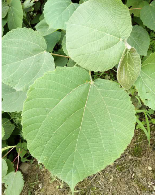 农村随处可见很多人却叫不出名的山麻杆,具有观赏和