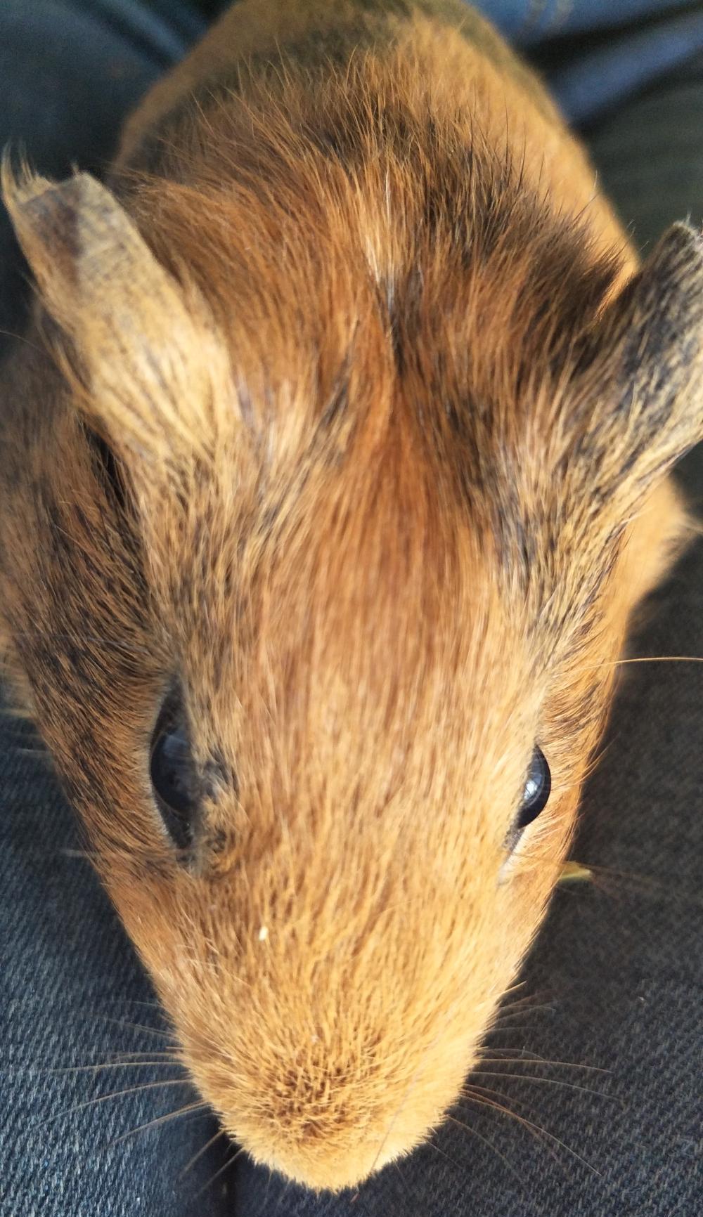 我家新来的宝宝, 棕色的荷兰猪一只