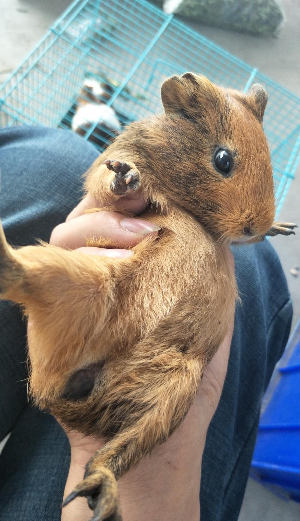 我家新来的宝宝, 棕色的荷兰猪一只