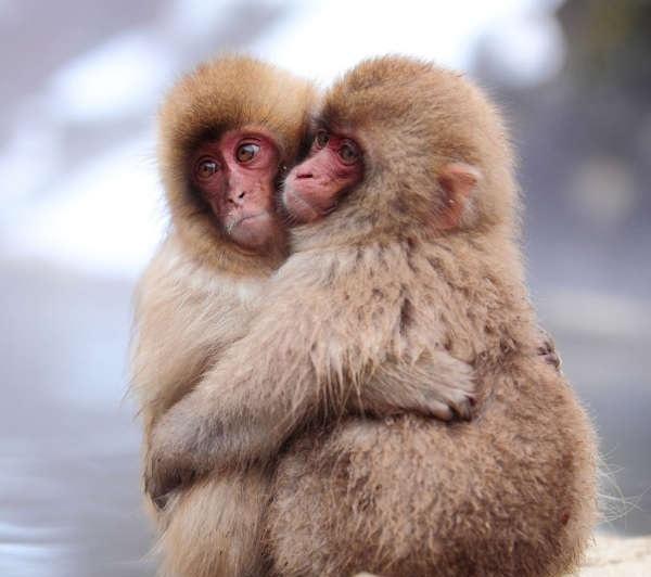 难耐寒冷的天气, 小猴子一家三口抱在一起取暖画面好有爱