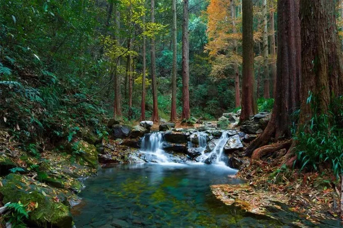 了万绿丛中,经过枫杨林,路旁出现"林海亭",再曲折而上就到"溪中溪"