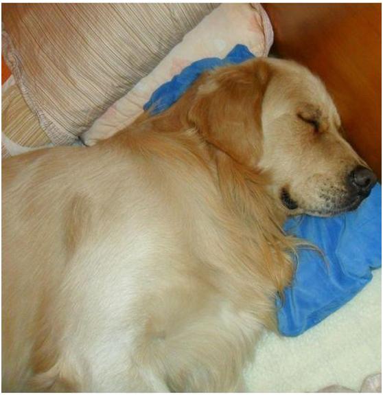 隔壁金毛每天按时来女子家睡觉,背后原因让人哭笑不得