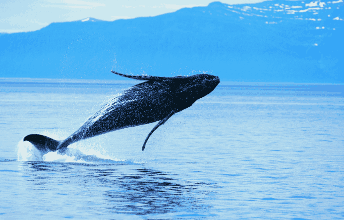 你敢看搁浅在海面的死鲸鱼吗?科学家:活鲸鱼危险, 死的更危险