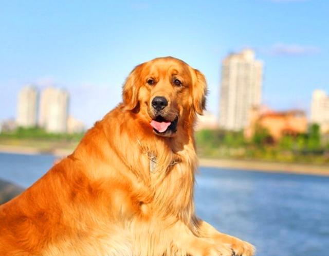 为什么金毛犬适合家庭喂养?看完以下4点就知道!