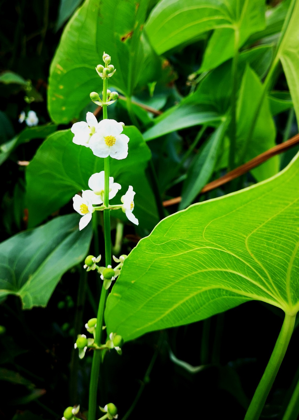 据《本草纲目》载:"慈姑,一根岁生十二子,如慈姑之乳诸子,故以名之.