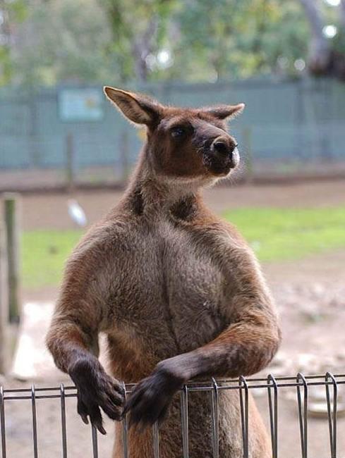 森林遇到一只袋鼠给我个拥抱的姿势,靠近后却被当地人叫住