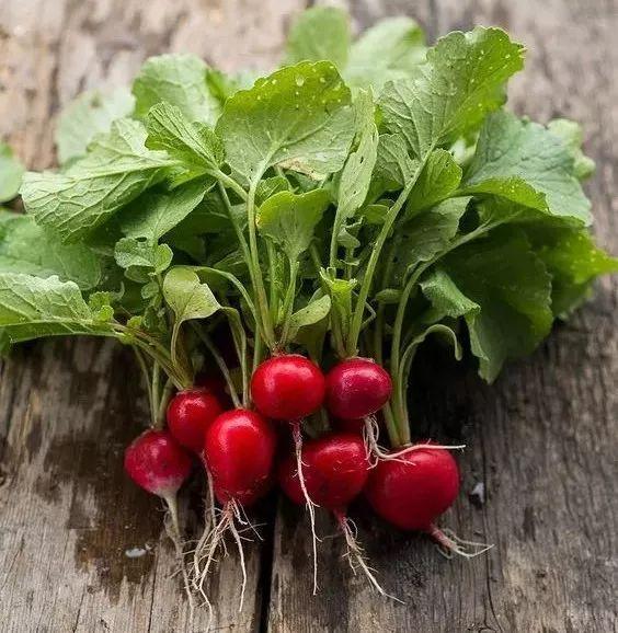 洋花萝卜你也可以叫它"杨花萝卜"或是"樱桃萝卜",当然它还有个更好听