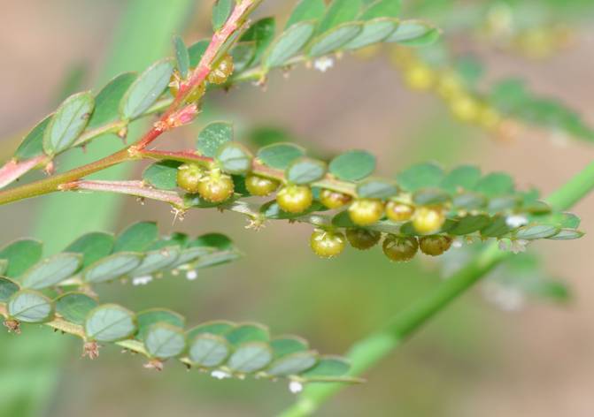 农村这种野草叶下藏着"龙珠",全草可解毒,如今成了"摇钱树"