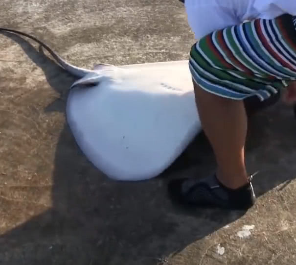 海堤钓鱼第一条收获的鱼儿磨盘大,趁着心情好就将它放生了