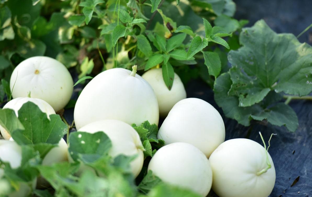 这种自带香气的瓜,甜而不腻,最适合夏天吃!