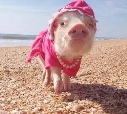 我走过最长的路就是发誓小香猪永远长不大的宠物店主的套路