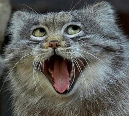 动物界表情最丰富的猫科动物