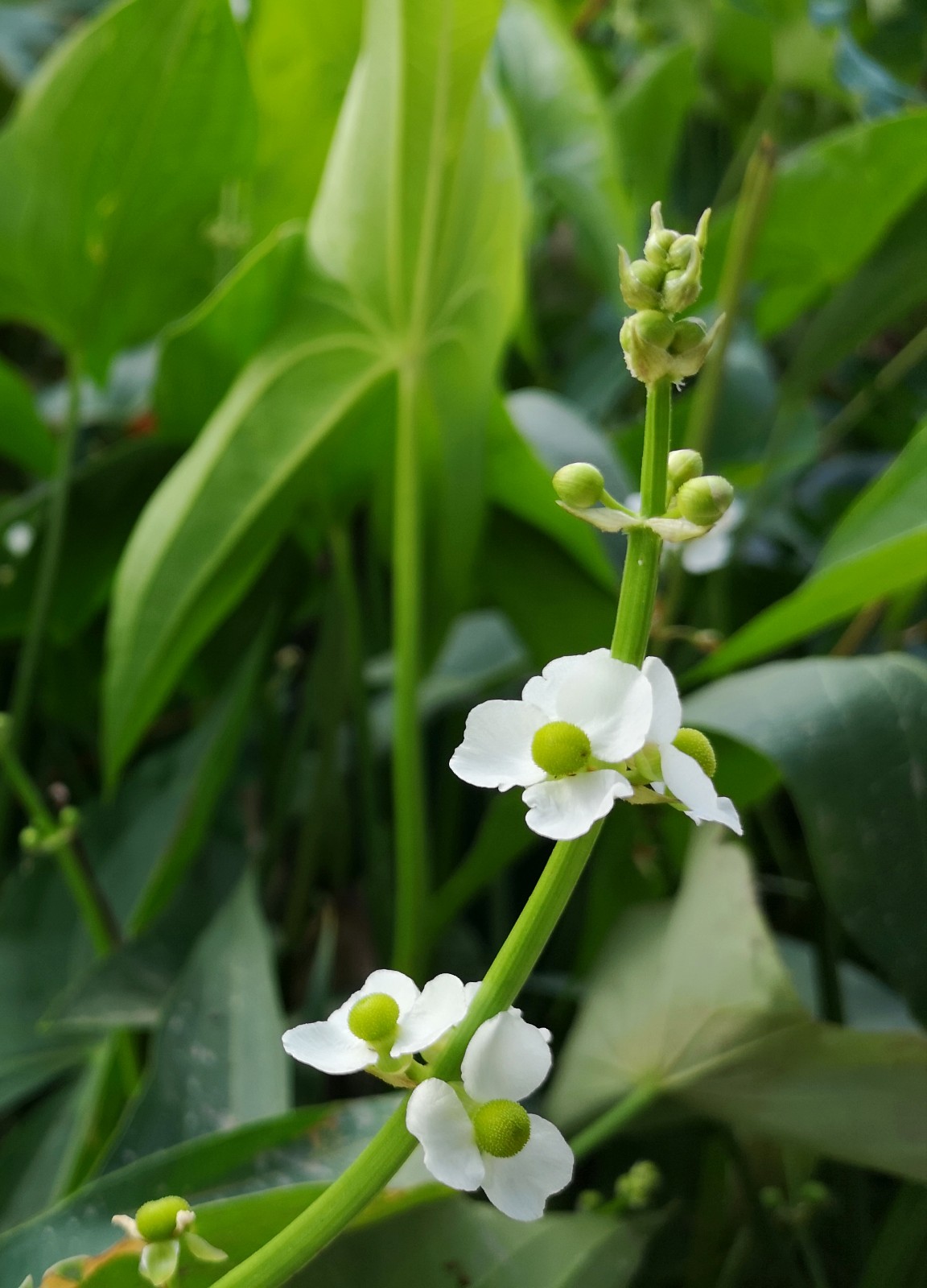 象征着纯洁,幸福的白色精灵茨菰,却有补中益气,防癌抗癌的功效