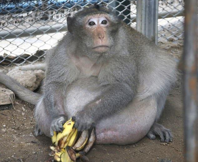 泰国猴子被手下孝敬喂太胖 最近被迫减肥