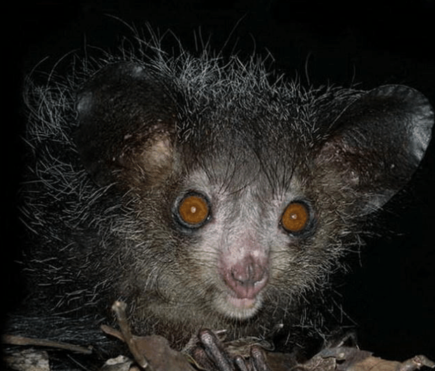 自然界中你没见过的怪异生物