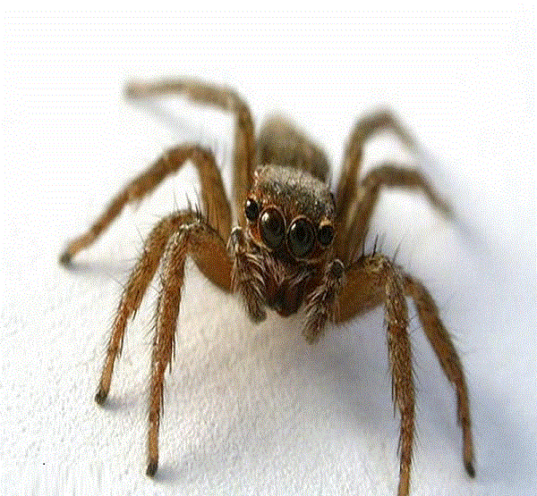 地球上最小的蜘蛛, 比文字中的句号还要小, 可两个月不进食|蜘蛛|句号