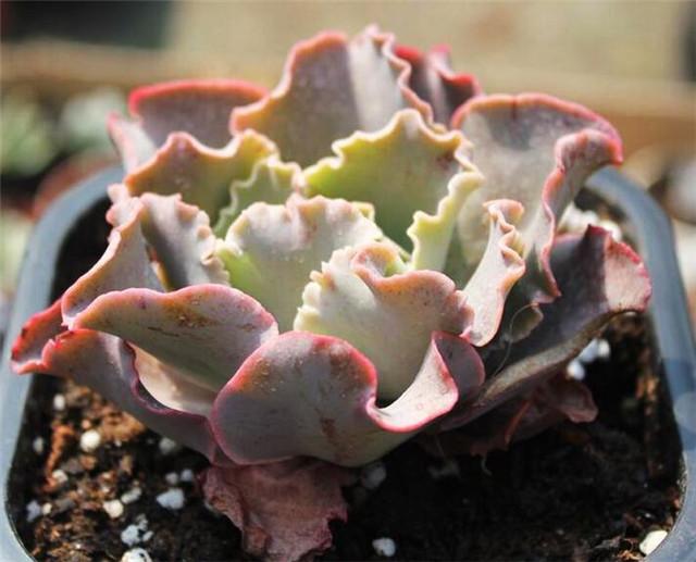 多肉高砂之翁怎么繁殖?掌握这个技巧,肉肉长得好!
