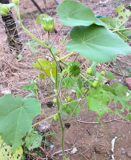 随处可见的一种野草,很多人见过,叫磨盘草,却不知价值珍贵