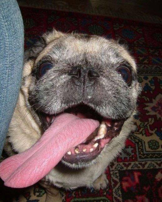 狗狗的超囧表情组图