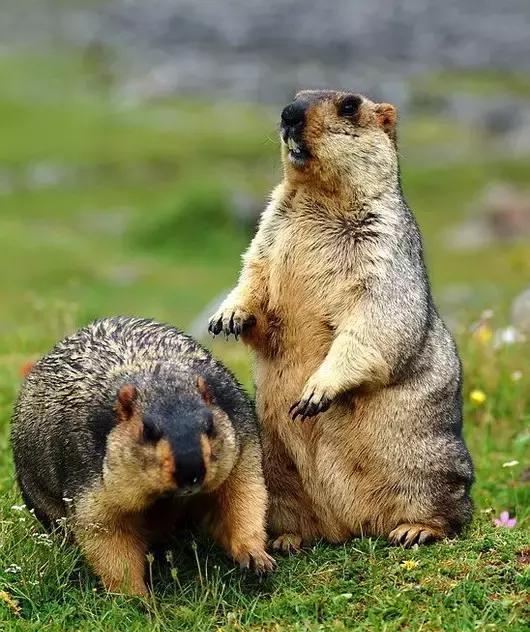 我不是土肥圆, 我只是圆滚滚|土拨鼠|爸爸妈妈|莫斯卡_新浪新闻