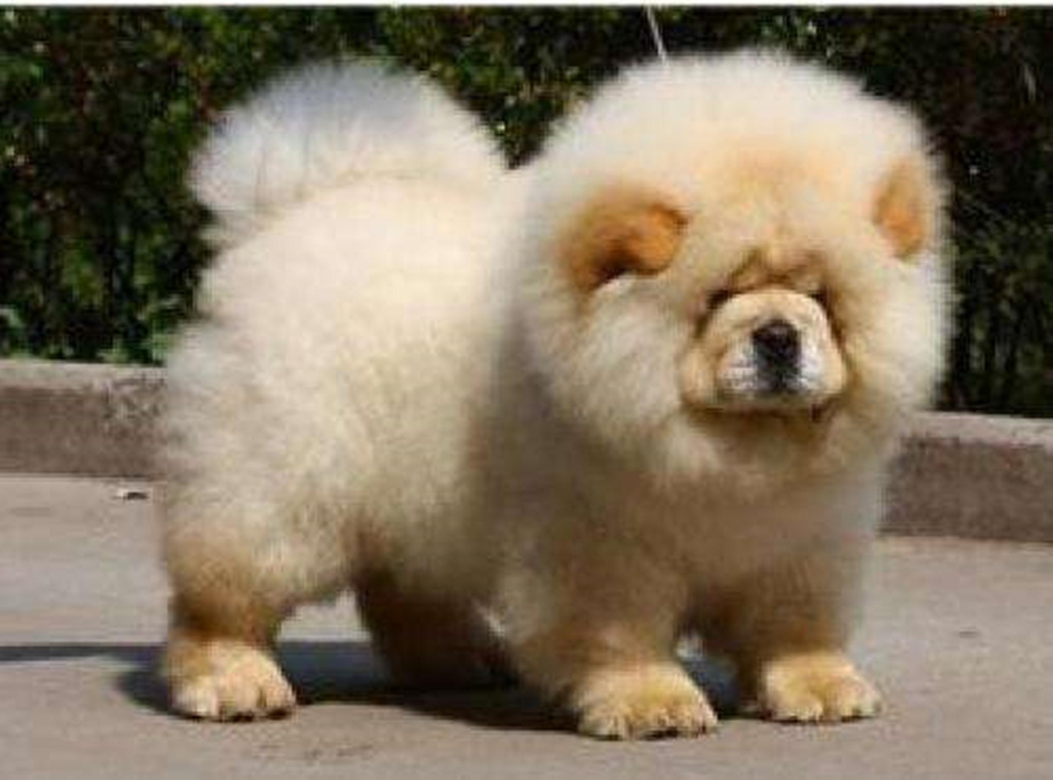 被冷落的中国本土狗,憨态可掬的松狮为啥会被如此嫌弃?