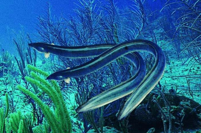 鳗鱼是营养极高的鱼类有降海型洄游特性是人类最爱的食物之一