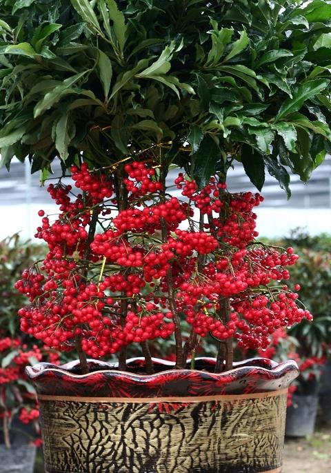 富贵籽有什么寓意怎么播种后期怎么养护