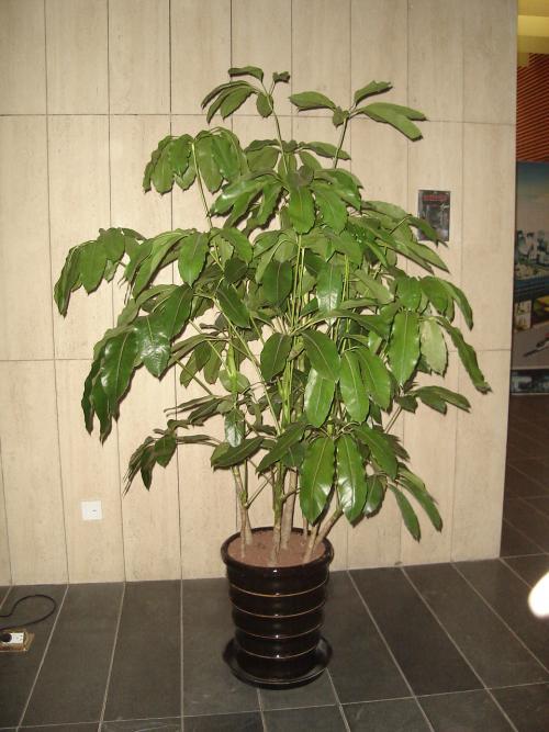 大叶伞也叫招财树寓意特别好怎么养好大叶伞