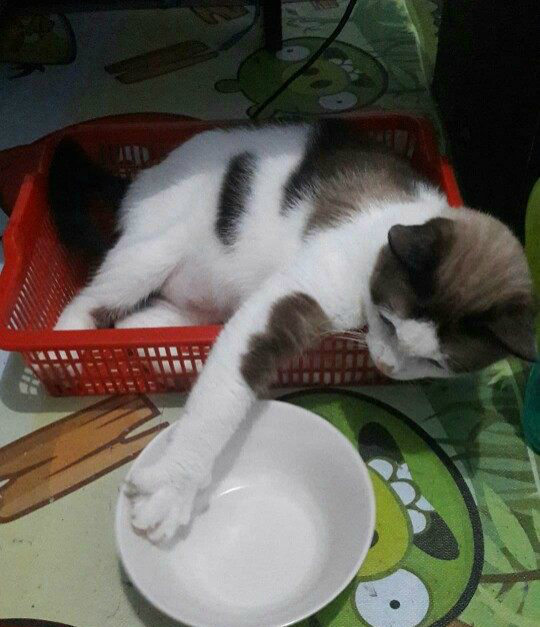 猫喜欢敲碗,主人以为它有病,后来才知道