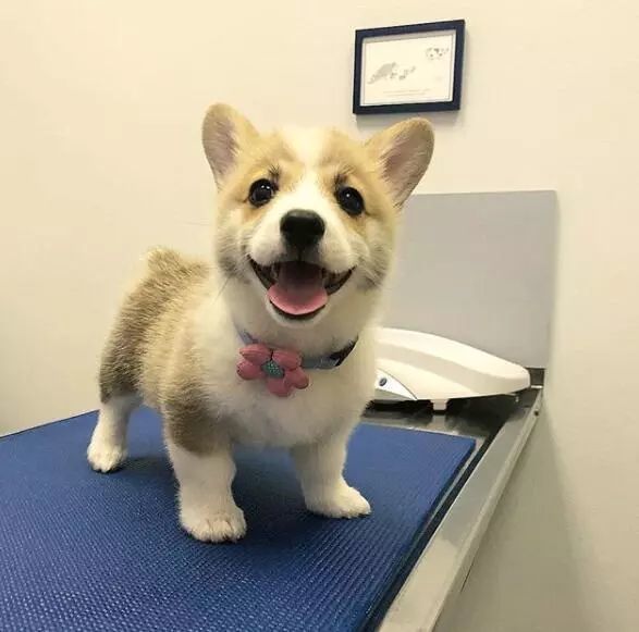 一只喜欢毛绒玩具的柯基,这微笑也是超级治愈人了