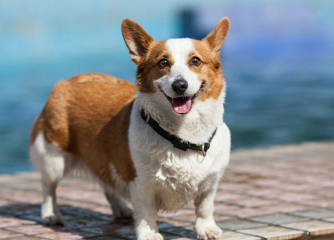 盘点4种最难养的狗狗,柴犬柯基上榜,网友,图3最让人头疼