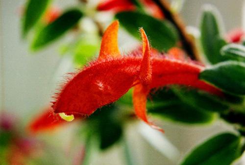 盆栽新推荐金鱼藤瀑布一样的花卉盆栽