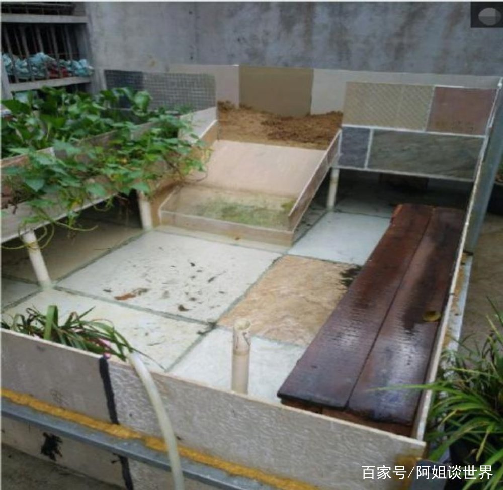 爷爷养一只乌龟,每年给它换新房子,如今更是住上"海景大洋房"